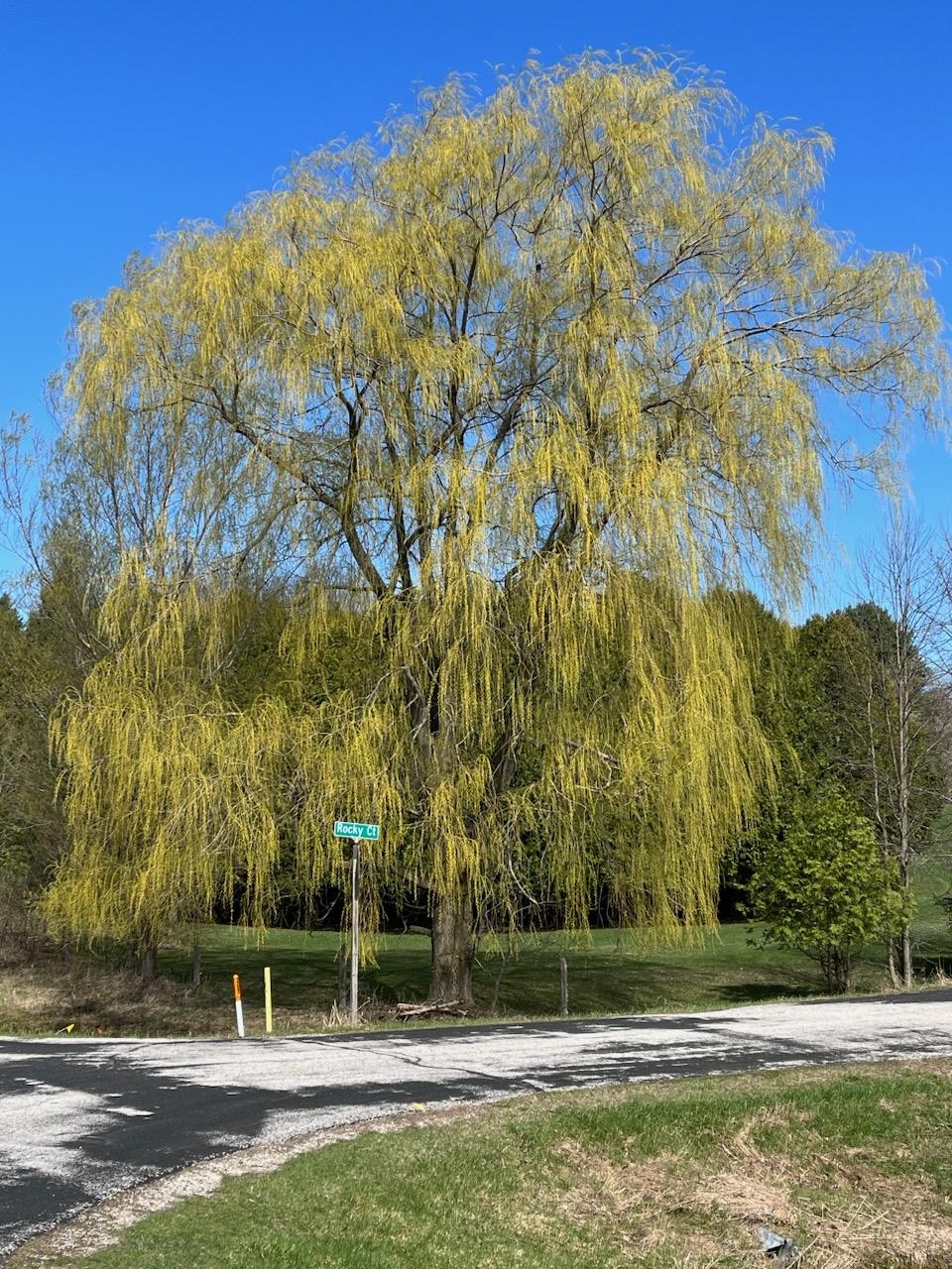 spring-willow-connie-tesarik